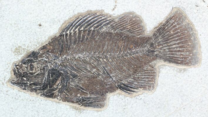 Cockerellites (Priscacara) Fossil Fish - Hanger Installed #51059